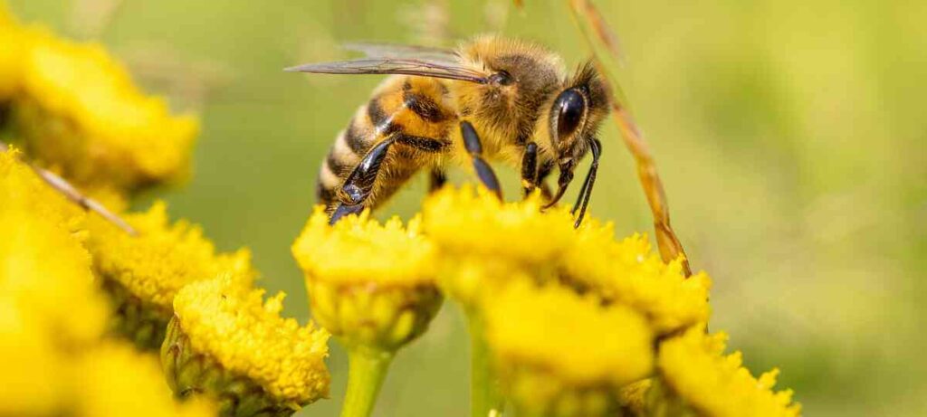 Blühflächen für Insekten